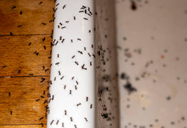 Best Commercial Pest Control Services  in Coal Run Village, KY